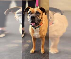 Aziza - Female Boxer Dog for Adoption - Photo #2