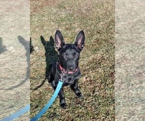 Mutt Dogs for adoption in SHERBURNE, NY, USA