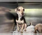 Small Chihuahua Mix