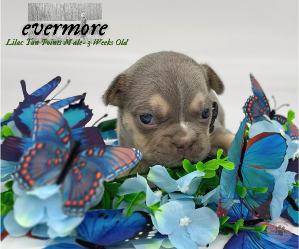 Medium Photo #3 French Bulldog Puppy For Sale in CYPRESS, TX, USA