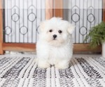 Small Photo #2 Maltese Puppy For Sale in NAPLES, FL, USA