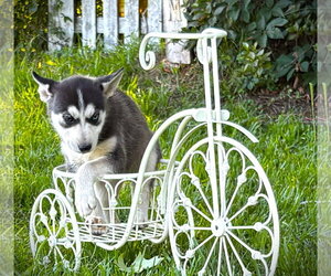 Siberian Husky Dogs for adoption in Holly Hill, SC, USA