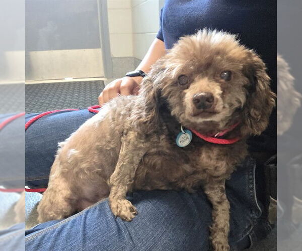 Medium Photo #1 Poodle (Miniature) Puppy For Sale in Waterford, VA, USA