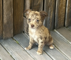 Chihuahua Puppy for sale in WEBSTER, FL, USA