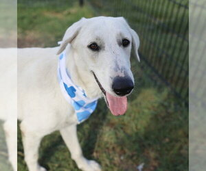 Great Pyrenees-Unknown Mix Dogs for adoption in San Antonio, TX, USA