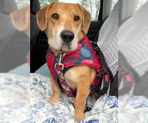 Basset Hound-Labrador Retriever Mix Dogs for adoption in Deepwater, NJ, USA