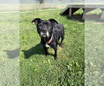 Small #2 Affenpinscher