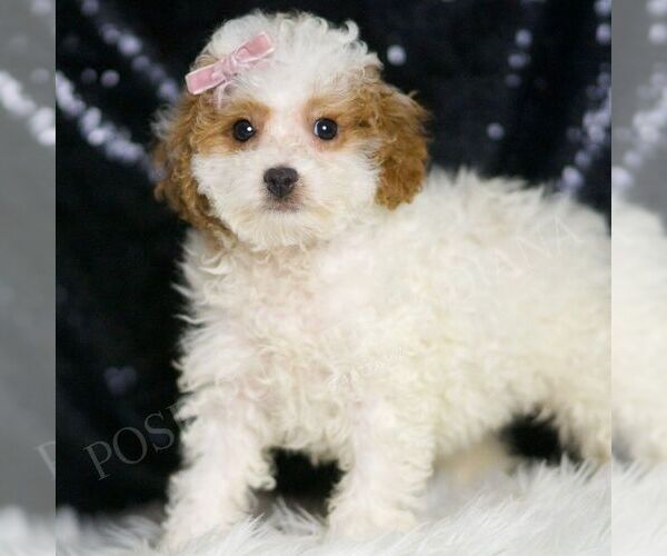 Medium Photo #4 Poodle (Toy) Puppy For Sale in WARSAW, IN, USA