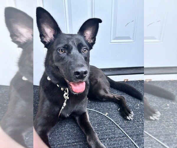 Medium Photo #17 German Shepherd Dog-Unknown Mix Puppy For Sale in Brewster, NY, USA