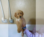 Small Photo #1 Golden Retriever Puppy For Sale in ALLIANCE, NE, USA