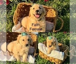 Puppy Puppy 8 Golden Retriever