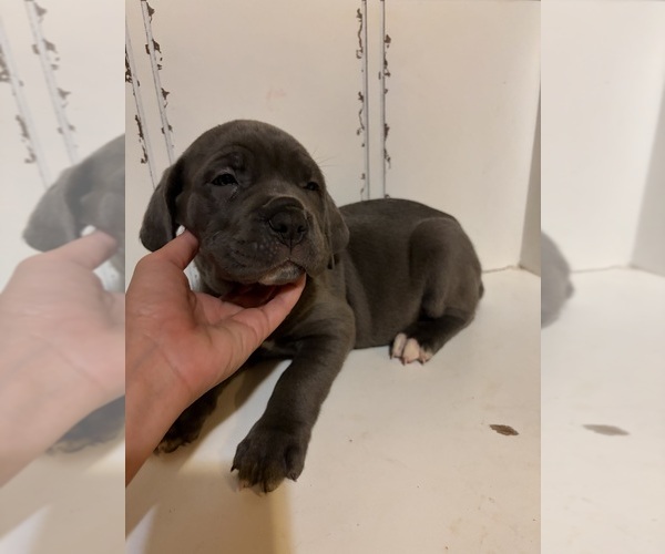 Medium Photo #1 Cane Corso Puppy For Sale in ELGIN, OK, USA