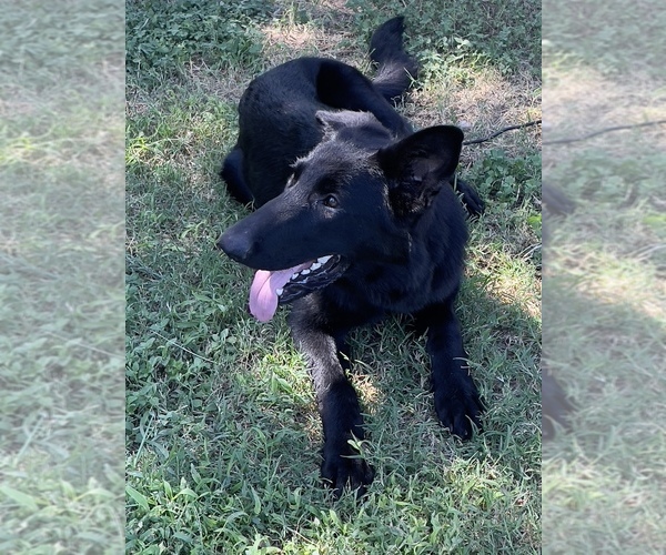 Medium Photo #1 German Shepherd Dog Puppy For Sale in WACO, TX, USA