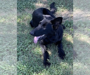 German Shepherd Dog Puppy for sale in WACO, TX, USA