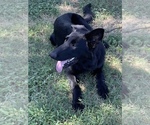 Image preview for Ad Listing. Nickname: Litter of 3