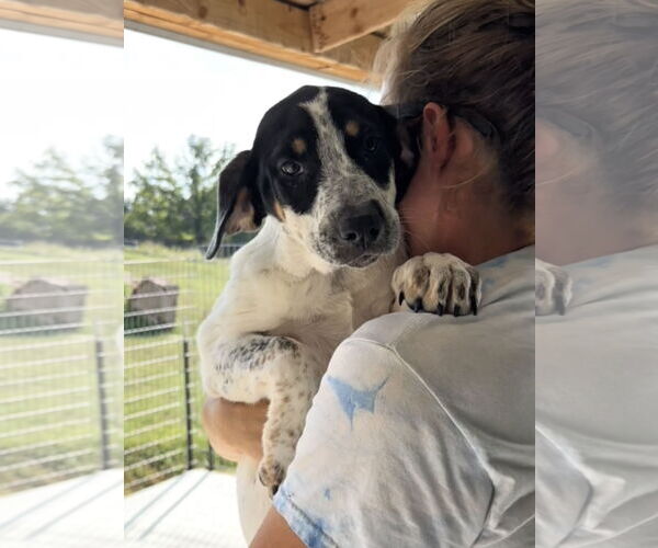 Medium Photo #4 Labrador Retriever-Unknown Mix Puppy For Sale in Green Forest, AR, USA