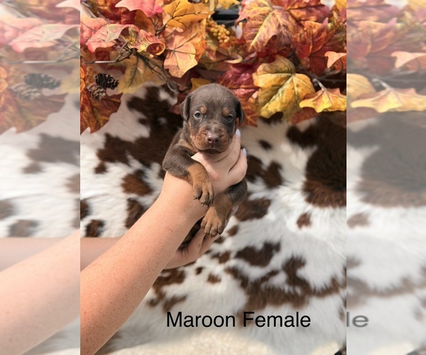 Medium Photo #1 Doberman Pinscher Puppy For Sale in CLOTHIER, WV, USA