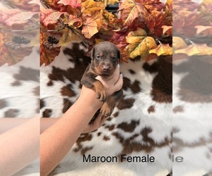 Doberman Pinscher Puppy for Sale in CLOTHIER, West Virginia USA