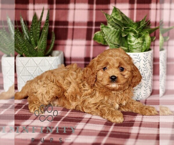 Medium Photo #3 Cavapoo Puppy For Sale in PARADISE, PA, USA
