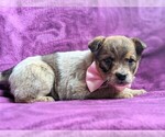 Small Photo #3 Australian Cattle Dog Puppy For Sale in COCHRANVILLE, PA, USA