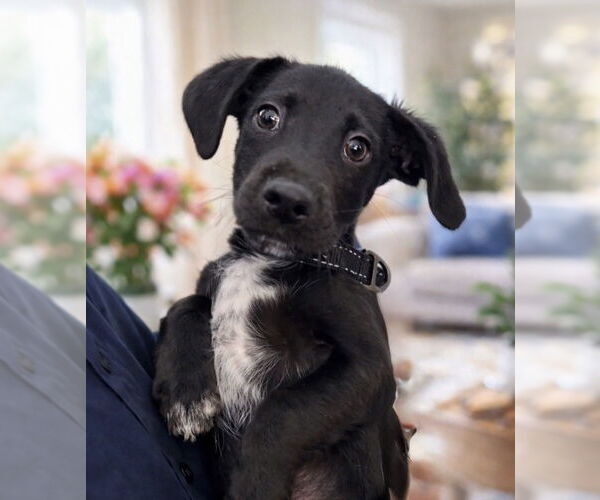 Medium Photo #13 Mutt Puppy For Sale in San Diego, CA, USA