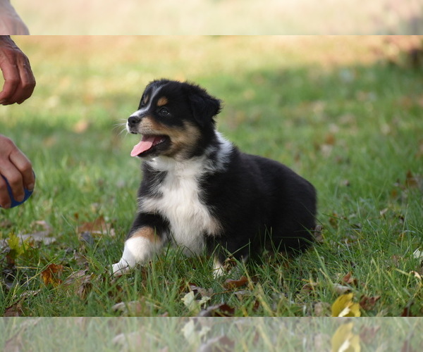 Medium Photo #1 Australian Shepherd Puppy For Sale in EASTON, MO, USA