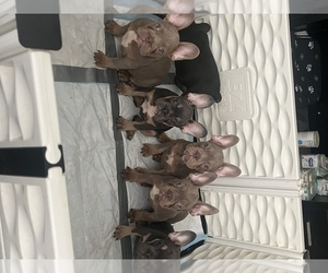 French Bulldog Puppy for sale in HOUSTON, TX, USA
