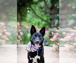 Small #1 Chihuahua Mix