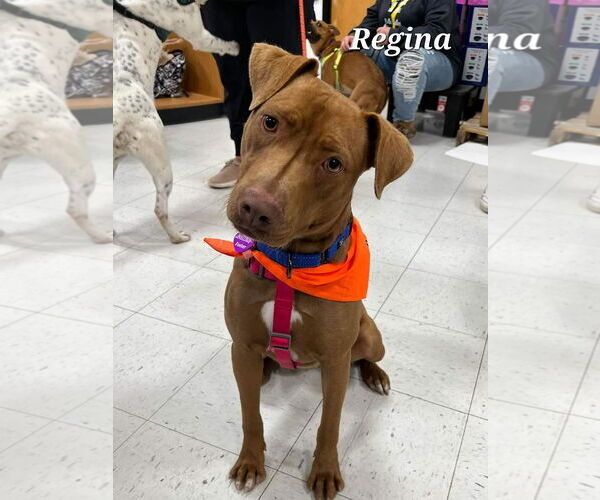 Medium Photo #3 American Pit Bull Terrier-Labrador Retriever Mix Puppy For Sale in Minneapolis, MN, USA