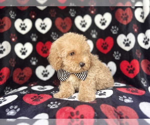 Medium Photo #5 Cock-A-Poo Puppy For Sale in LAKELAND, FL, USA