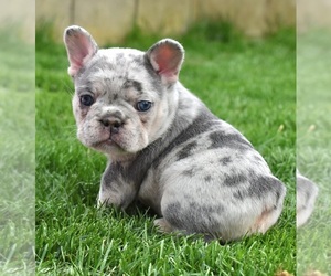 French Bulldog Puppy for Sale in Dombrad, Szabolcs-Szatmar-Bereg Hungary