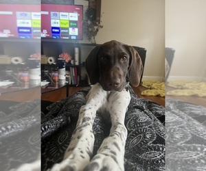 German Shorthaired Pointer Puppy for sale in KANSAS CITY, MO, USA