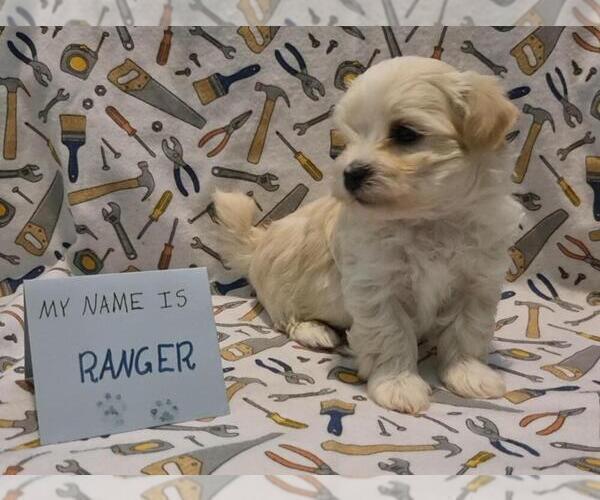 Medium Photo #50 Maltipoo (Miniature) Puppy For Sale in BROOKFIELD, MO, USA