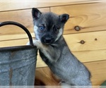 Image preview for Ad Listing. Nickname: Chestnut