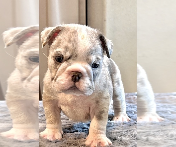 Medium Photo #4 English Bulldog Puppy For Sale in PHILADELPHIA, PA, USA