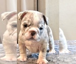 Small #3 English Bulldog