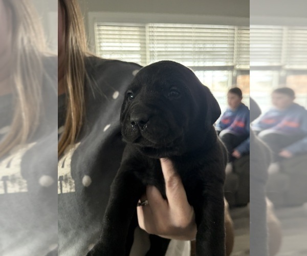 Medium Photo #2 Shepradors Puppy For Sale in MITCHELLVILLE, IA, USA