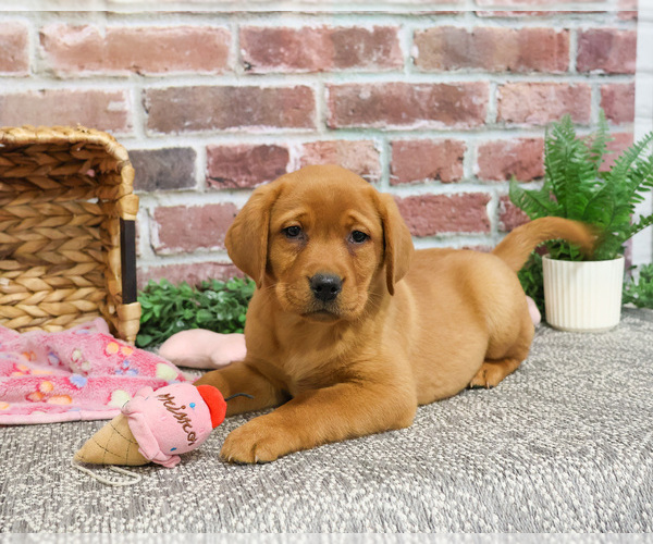 Medium Photo #6 Labrador Retriever Puppy For Sale in SYRACUSE, IN, USA