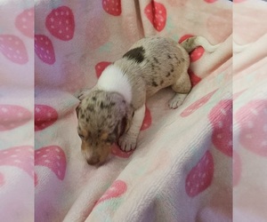 Dachshund Puppy for sale in MINTO, ND, USA