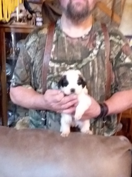 Medium Photo #3 Saint Bernard Puppy For Sale in LANCASTER, KY, USA