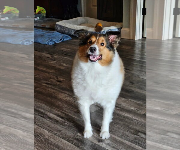 Medium Photo #1 Mutt Puppy For Sale in Dublin, OH, USA