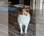 Annabel - Female Mutt Dog for Adoption - Small photo