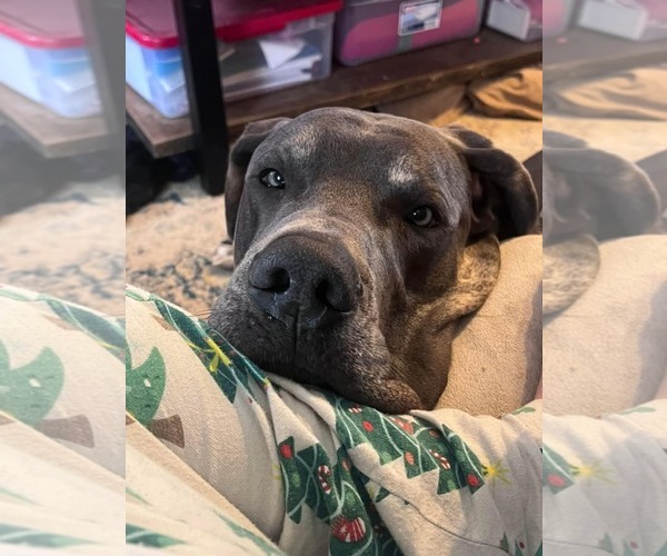 Medium Photo #4 Great Dane Puppy For Sale in Fultonham, NY, USA