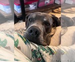 Small #3 Great Dane