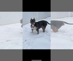 Mother of the American Bully puppies born on 03/11/2025