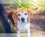 Small Photo #8 Beagle Puppy For Sale in Melrose, FL, USA