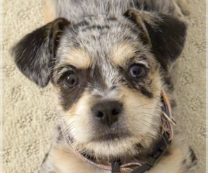Medium Dachshund Mix