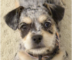 Small Dachshund Mix