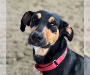 Mutt Dogs for adoption in Canton, CT, USA