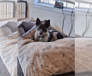 Mutt Dogs for adoption in Pacific grove , CA, USA